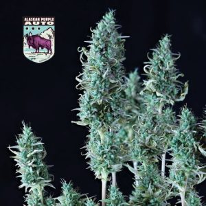 Alaskan Purple Auto Feminised Seeds - 50