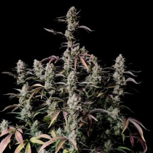 Gorilla Zkittlez Auto Feminised Seeds - 2