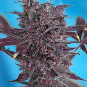 Black Cream Auto Feminised Seeds - 5