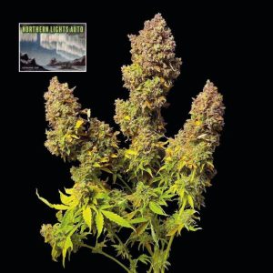 Northern Lights Auto Feminised Seeds - 5