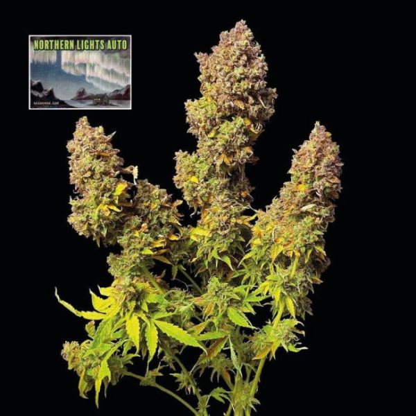 Northern Lights Auto Feminised Seeds - 5