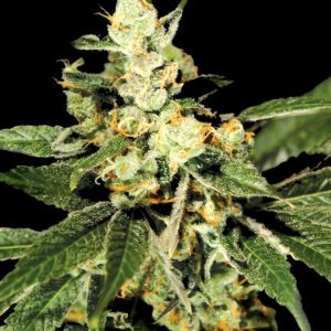 Trainwreck Feminised Seeds - 5