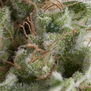 American Pie Auto Feminised Seeds - 5