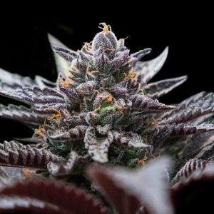 Double Stuffed Sorbet Feminised Seeds (Sorbet Collection) - 6