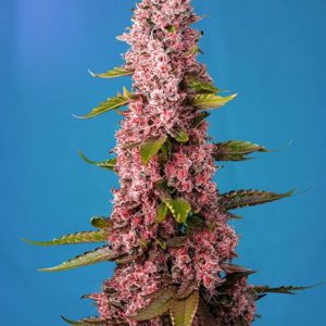 Red Hot Cookies Feminised Seeds - 5