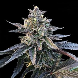 Gelato Sorbet Feminised Seeds (Sorbet Collection) - 6