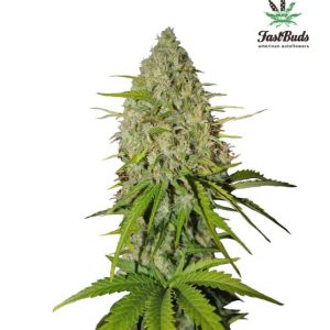 Grapefruit Auto Feminised Seeds - 2