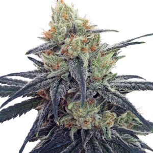 CBD #1 Feminised Seeds - 5
