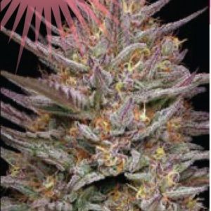 Raspberry Parfait Feminised Seeds - 5