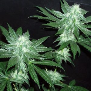 Italian Ice Feminised Seeds (Gold Collection) - 6