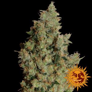 Tangerine Dream Feminised Seeds - 1