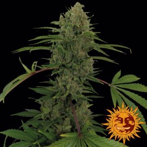 Critical Kush Auto Feminised Seeds - 5