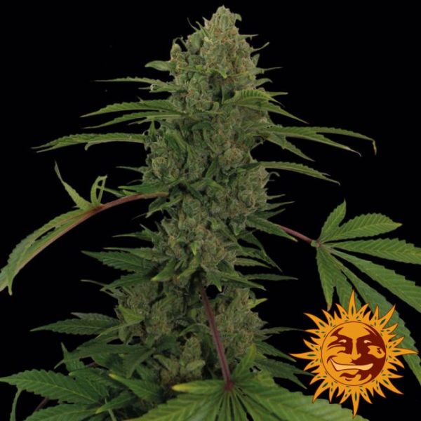 Critical Kush Auto Feminised Seeds - 5