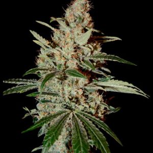 Chem Dog Feminised Seeds - 5