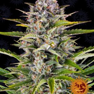 Gorilla Zkittlez Auto Feminised Seeds - 5