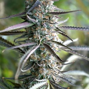 Pineapple Chem Auto Feminised Seeds - 5