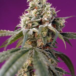 Bruce Banner Auto Feminised Seeds - 25