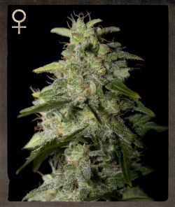 Money Maker Feminised Seeds - 5