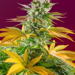 Gorilla Girl F1 FAST Feminised Seeds - 5