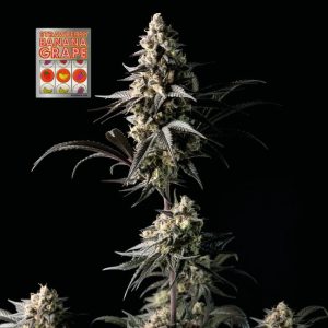 Strawberry Banana Grape Feminised Seeds - 5