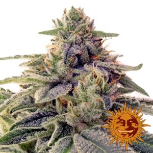Shiskaberry Feminised Seeds - 5