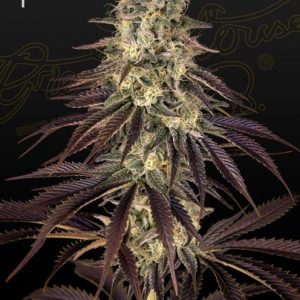 Kong's Krush Feminised Seeds - 5