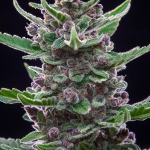 Tropicana Cookies Auto Feminised Seeds - 2