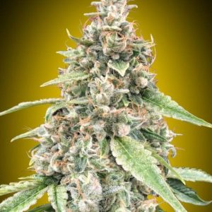 Lemon OG Auto Feminised Seeds - 5