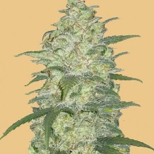 Original White Widow Auto Feminised Seeds - 2