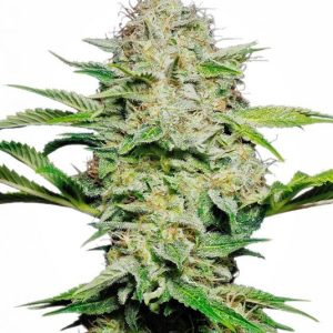 Sensi Skunk Auto Feminised Seeds - 5