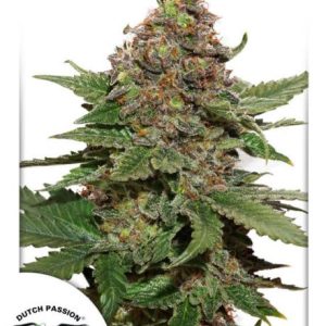 Strawberry Cough Feminised Seeds - 5