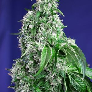 Big Devil F1 FAST Version Feminised Seeds - 5