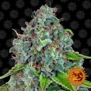 Strawberry Lemonade Feminised Seeds - 5