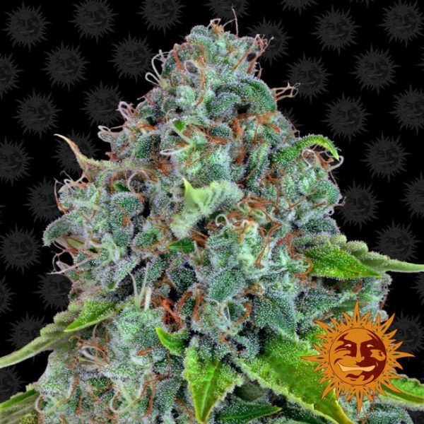 Strawberry Lemonade Feminised Seeds - 5