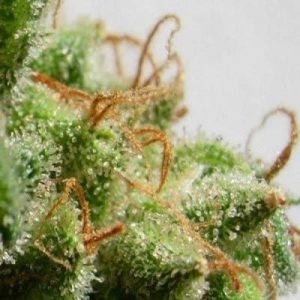 Malawi Feminised Seeds - 5