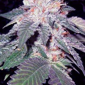 Julius Caesar Feminised Seeds - 6
