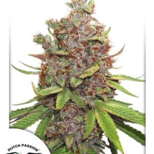 Glueberry O.G. Auto Feminised Seeds - 7