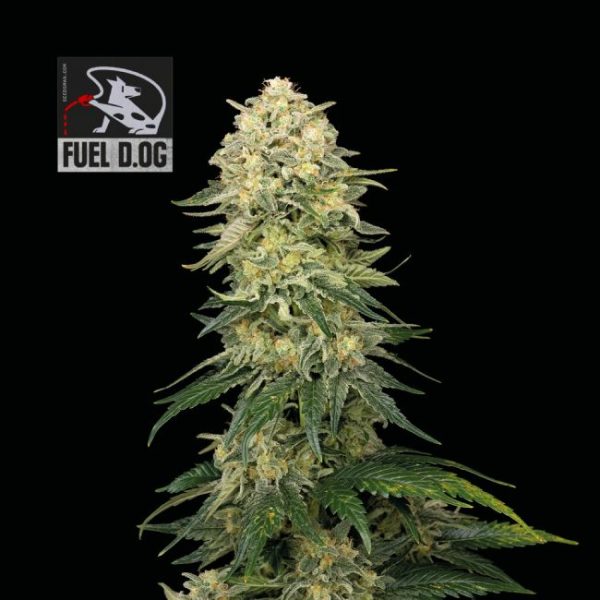 Fuel D.OG Feminised Seeds - 5