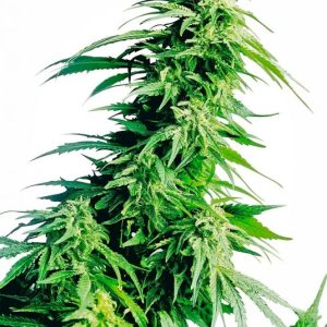 Hindu Kush Regular Seeds - 10