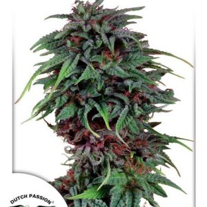 Durban Poison Feminised Seeds - 5