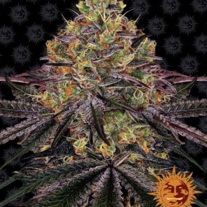 Watermelon Zkittlez Feminised Seeds - 5