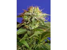 Green Poison F1 FAST Version Feminised Seeds - 5