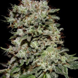 Kalashnikova Feminised Seeds - 3