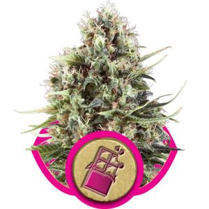 Chocolate Haze Feminised Seeds - 5