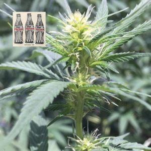 Diet Durban THCV 1:1 Feminised Seeds - 5
