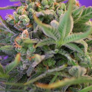 Sweet Cheese F1 FAST Version Feminised Seeds - 5