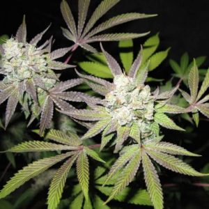 Tiramisu Feminised Seeds (Gold Collection) - 6