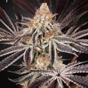 Dark Phoenix Feminised Seeds - 5