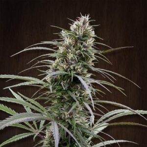 Congo Feminised Seeds - 5