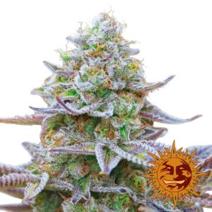 Gorilla Zkittlez Feminised Seeds - 5